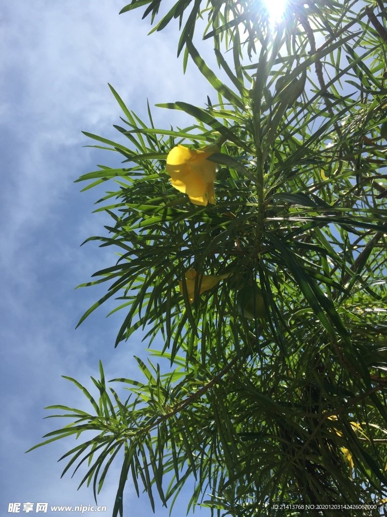 清新自然风景