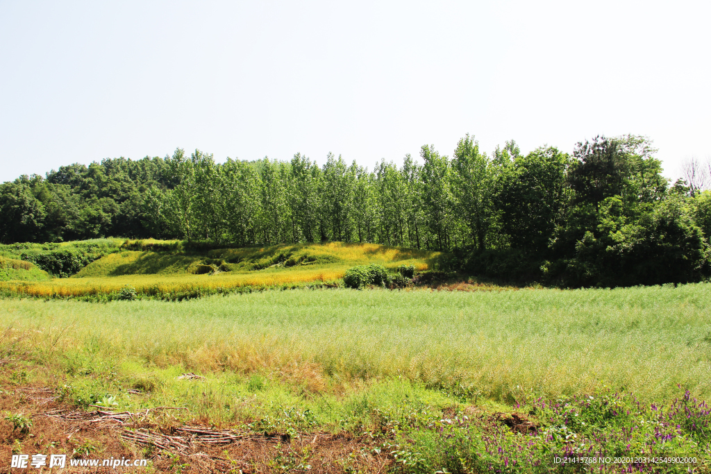 清新自然风景