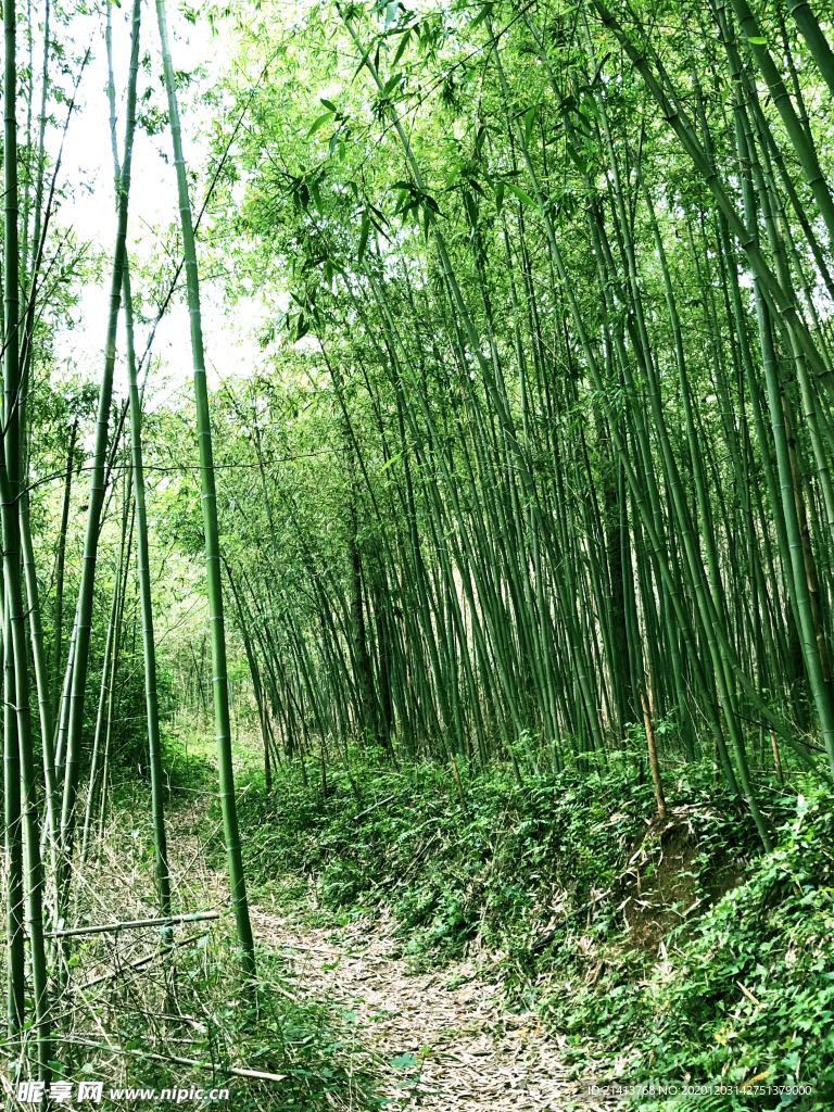 清新自然风景