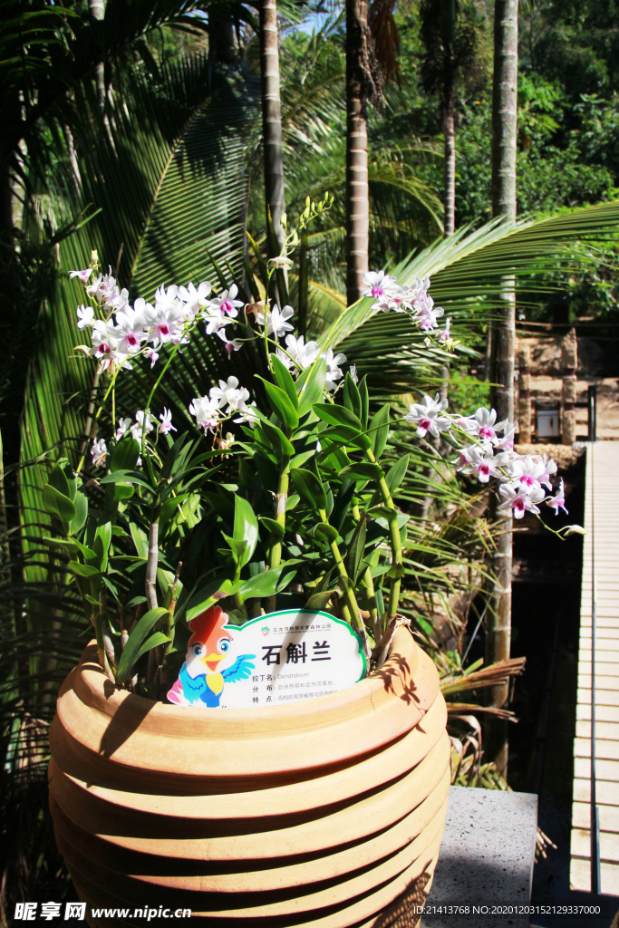 绿植植物盆景