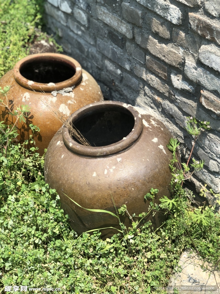 绿植绿叶植物