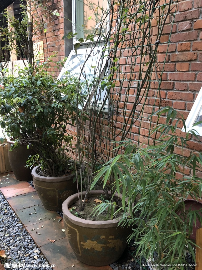 绿植绿叶植物