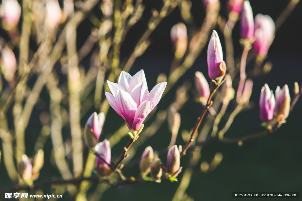 应春花