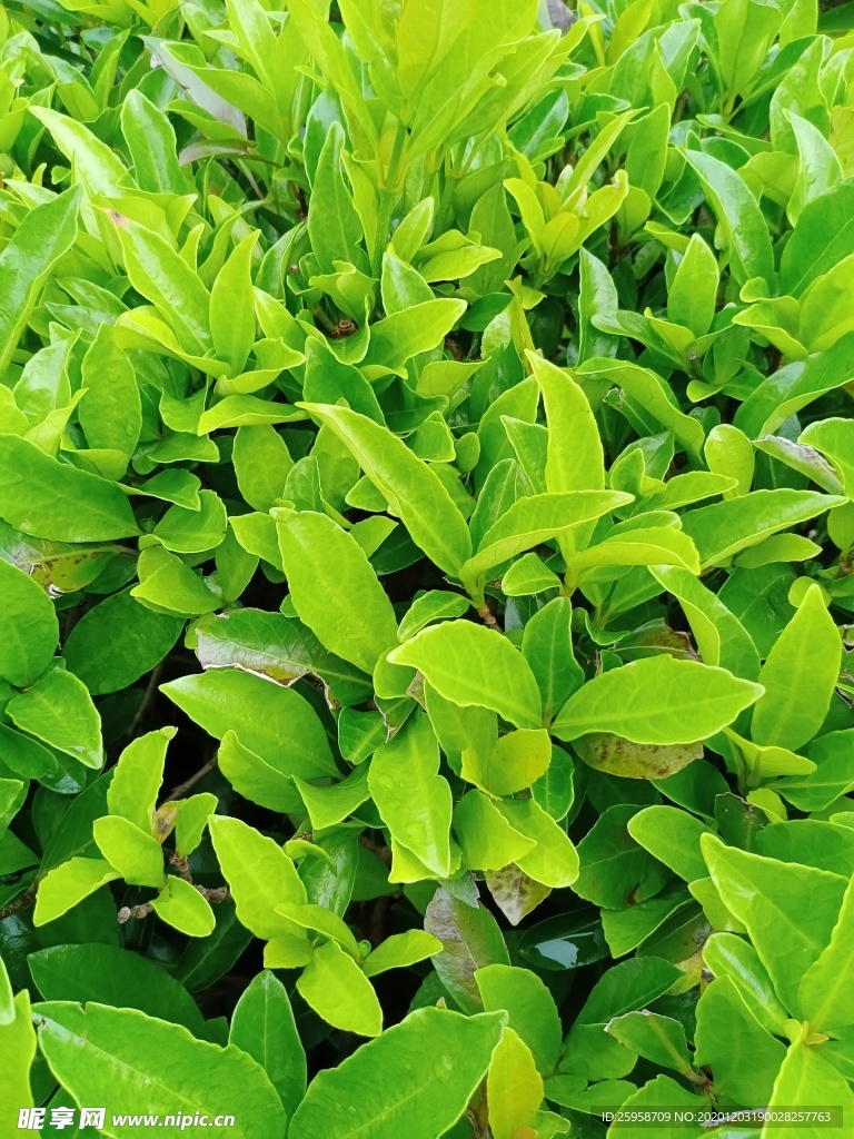 绿色植物照片素材