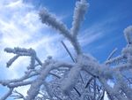 雪压树枝图片