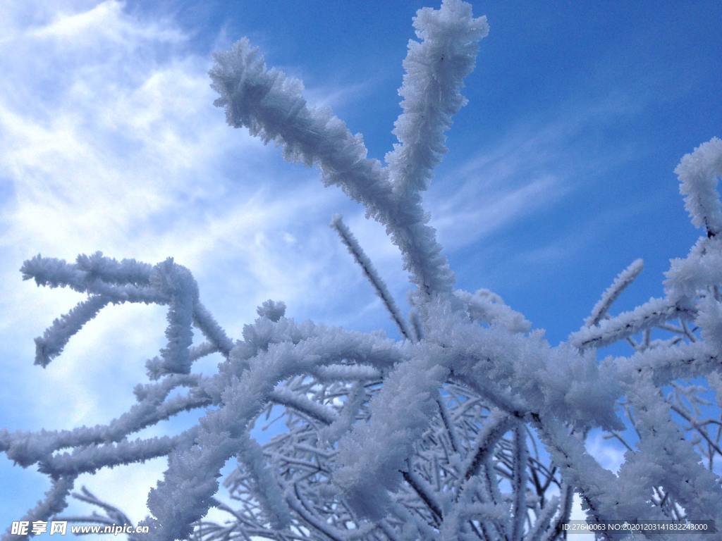 雪压树枝图片