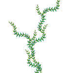 绿色藤蔓植物元素