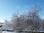 冻雨 冰 凝固 时间 雪 树