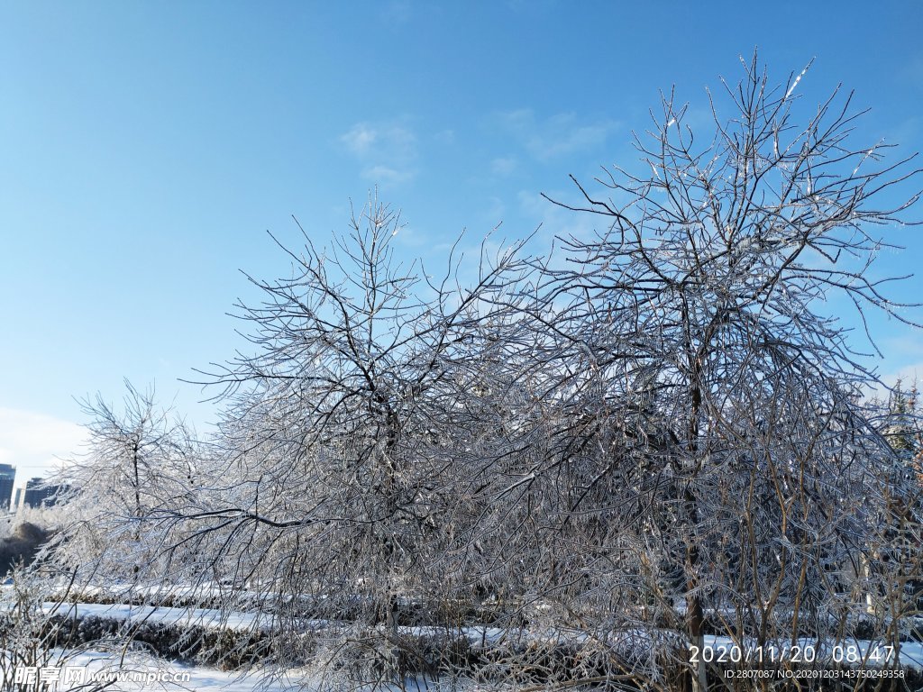 冻雨 冰 凝固 时间 雪 树