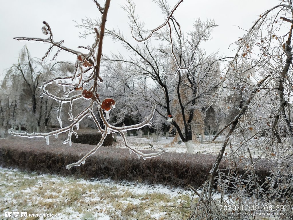 冰包树 冻雨 冰 冻树 凝固