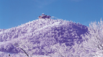 风景