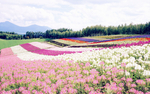 风景