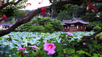 风景