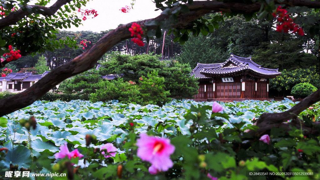 风景