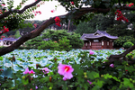 风景