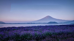 风景