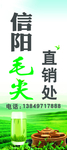 信阳毛尖