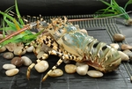 大龙虾