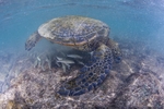 海龟乌龟