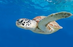 海龟乌龟
