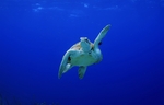 海龟乌龟