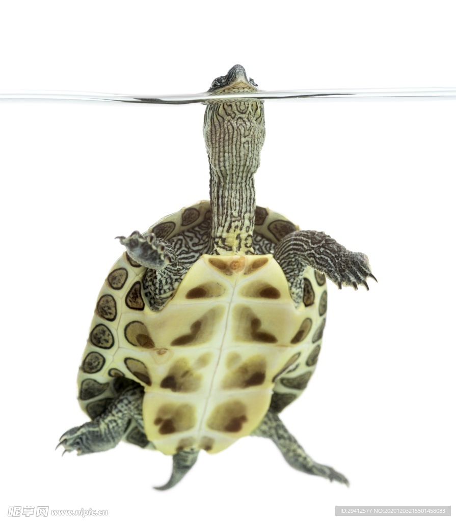 海龟乌龟