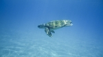 海龟乌龟