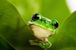 蟾蜍