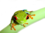蟾蜍
