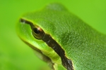 蟾蜍