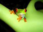 蟾蜍