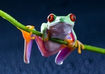 蟾蜍