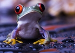 蟾蜍