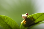 蟾蜍