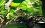蟾蜍