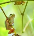 蟾蜍