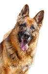 德国牧羊犬