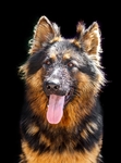 德国牧羊犬