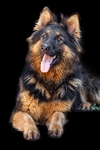德国牧羊犬