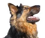 德国牧羊犬