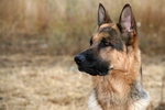 德国牧羊犬
