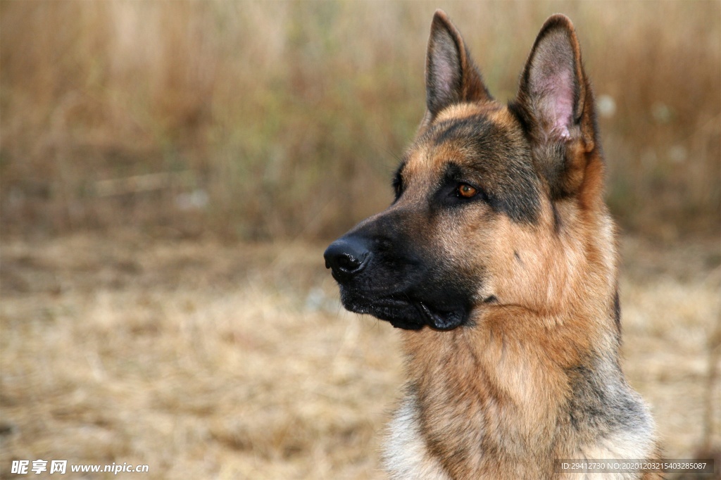 德国牧羊犬