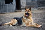 德国牧羊犬