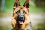 德国牧羊犬
