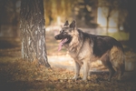 德国牧羊犬
