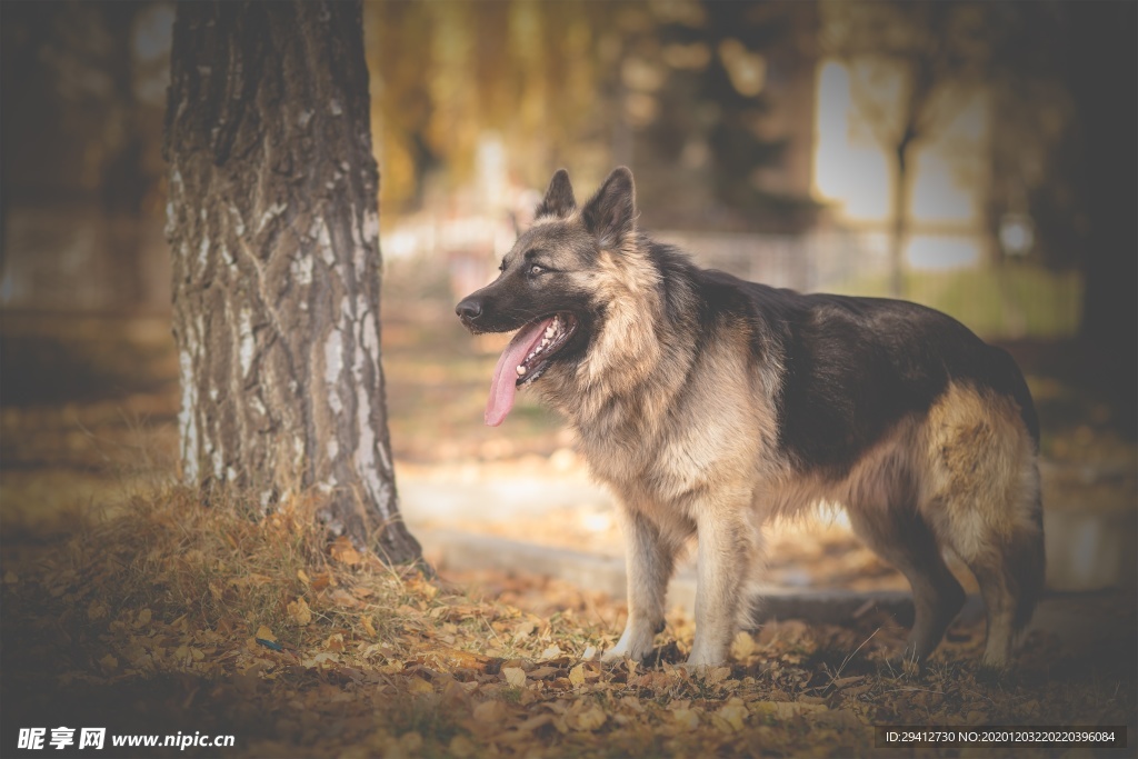 德国牧羊犬