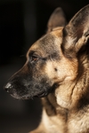 德国牧羊犬