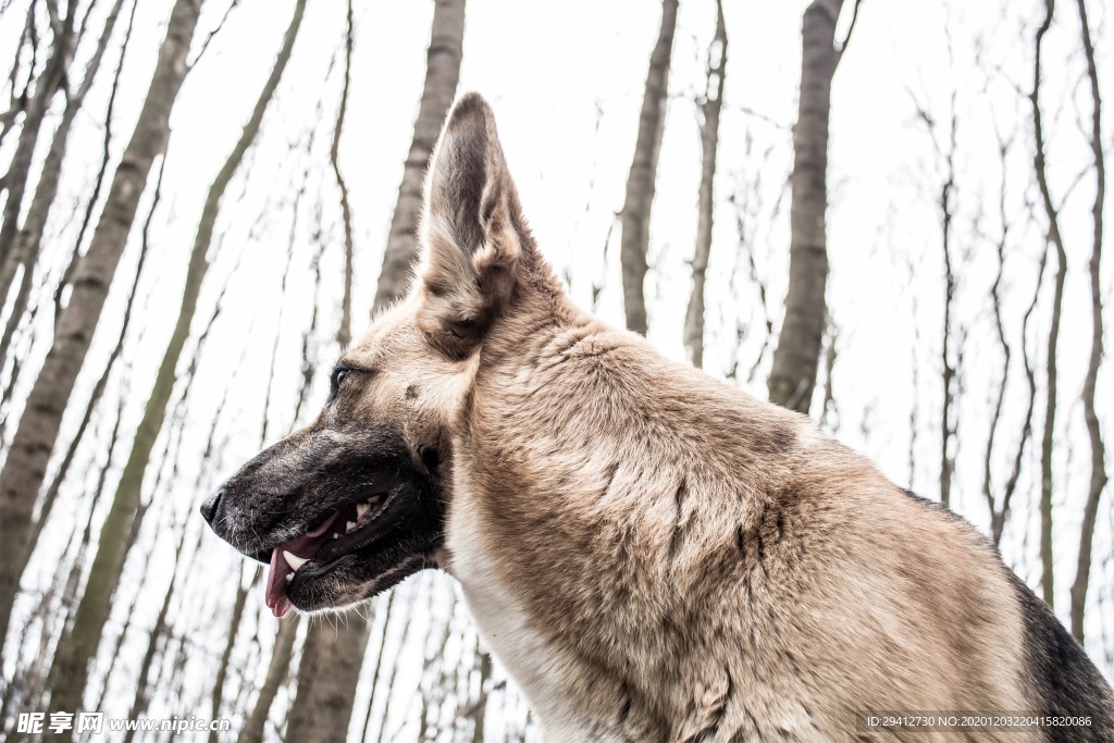 德国牧羊犬