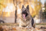 德国牧羊犬