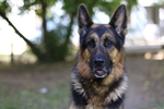 德国牧羊犬